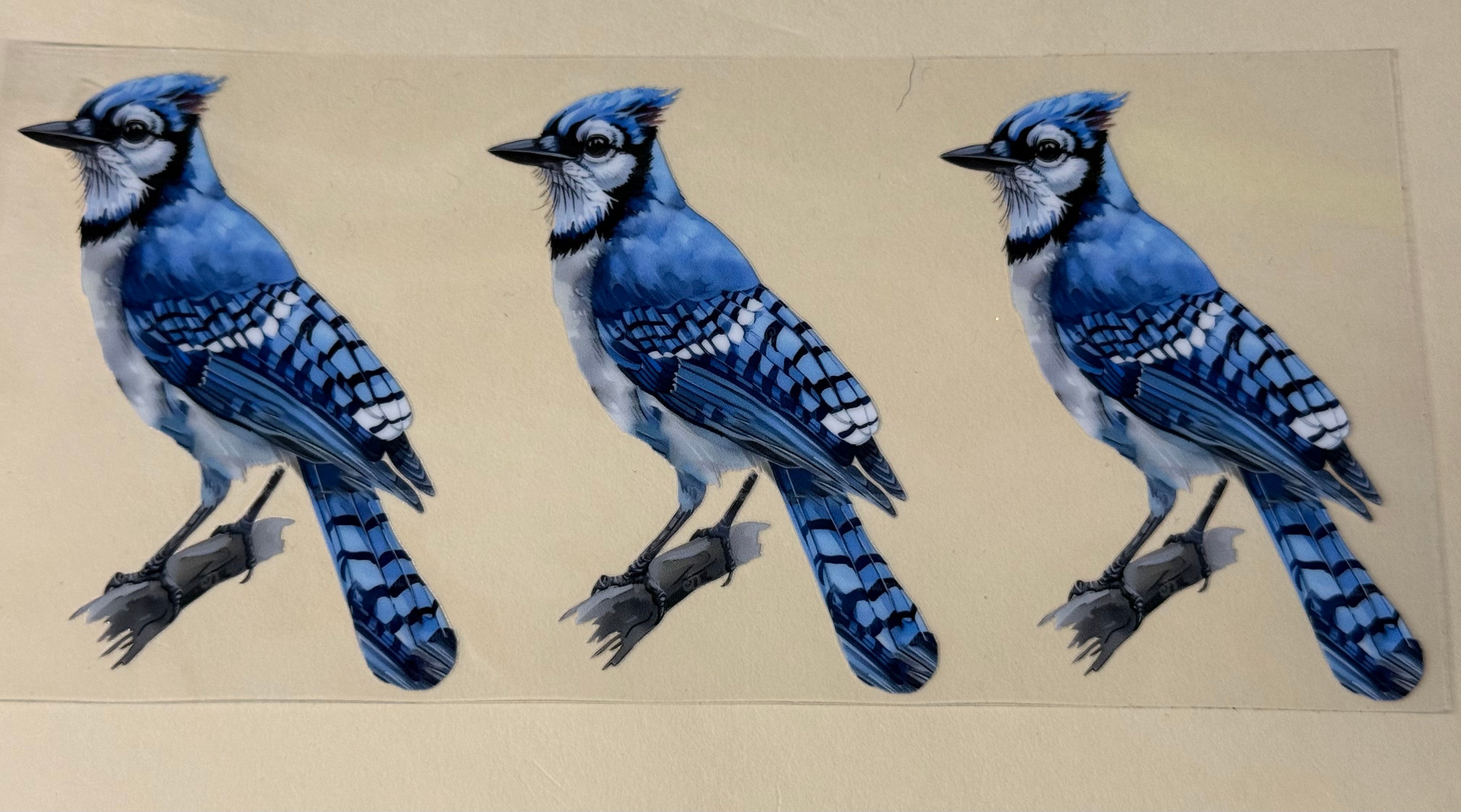 Blue birds