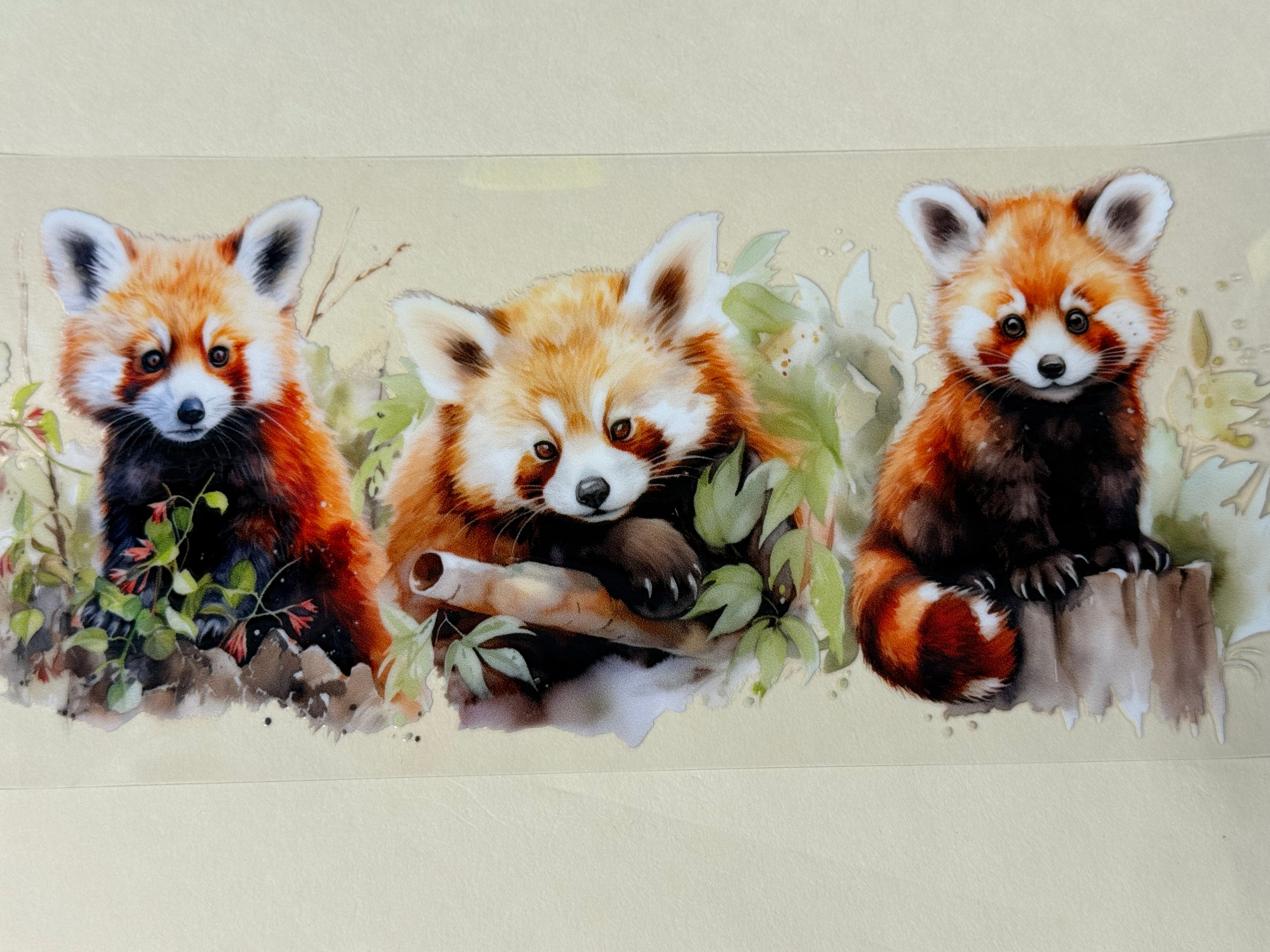 Raccoon