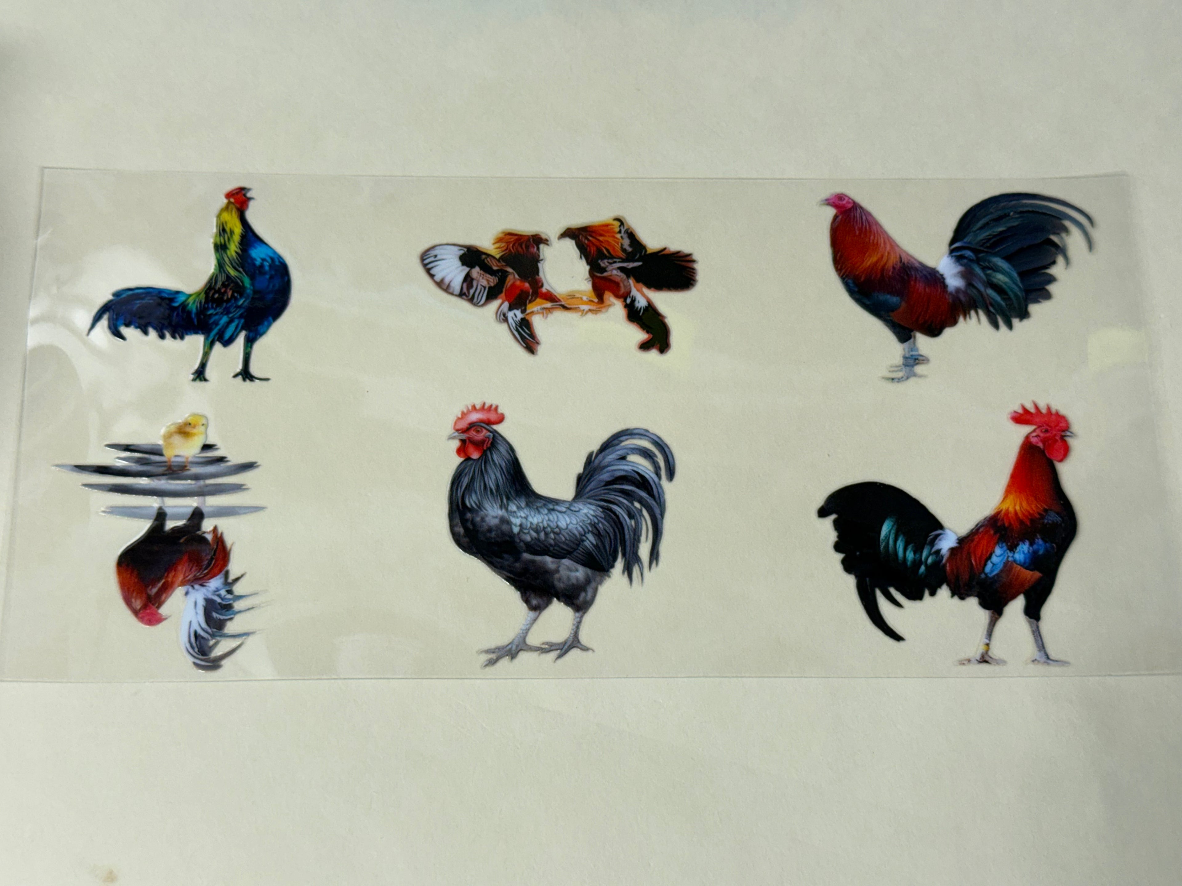 Chicken