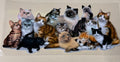 Kittys