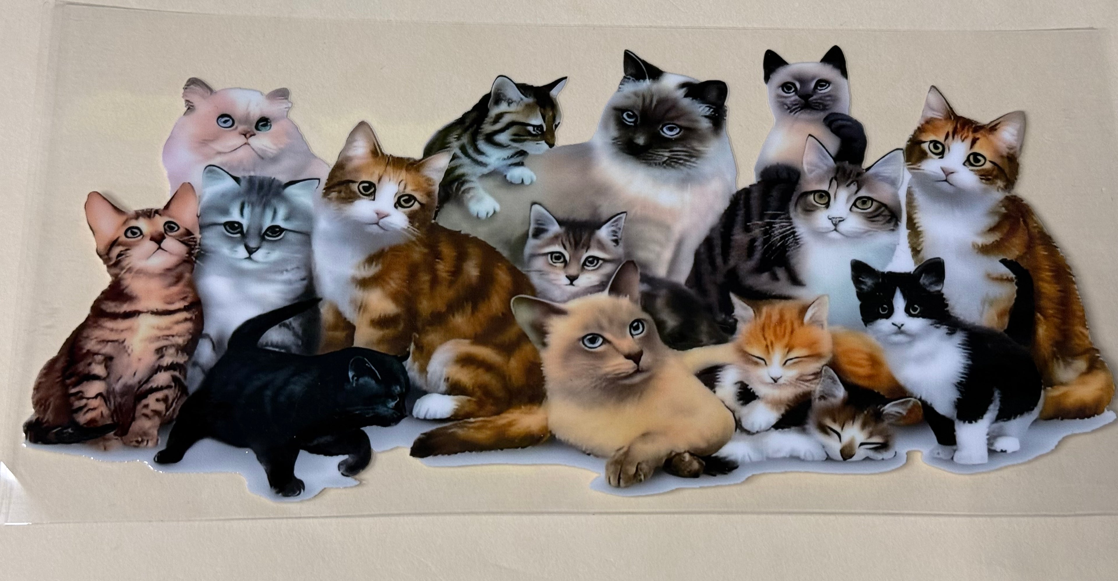 Kittys