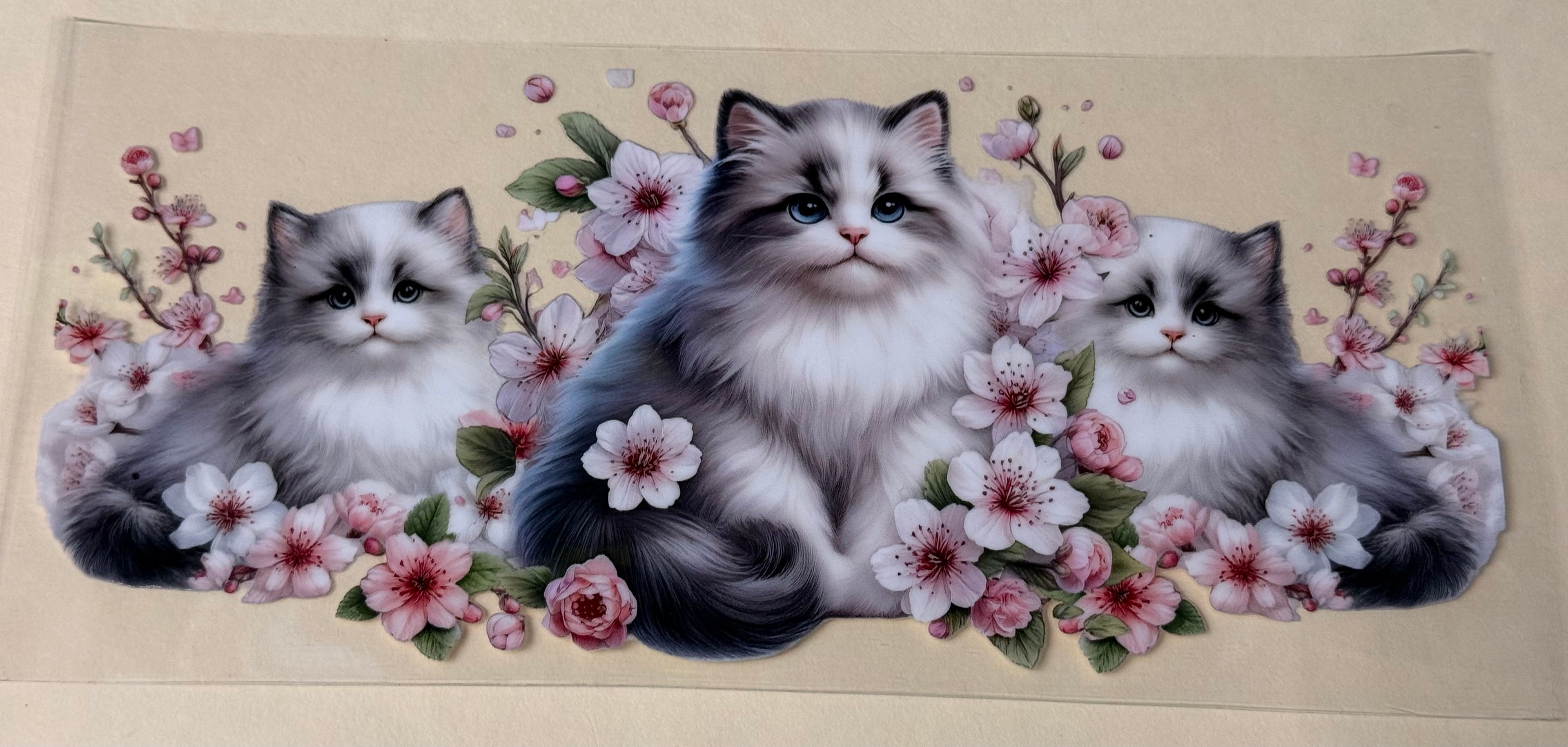 Kitty